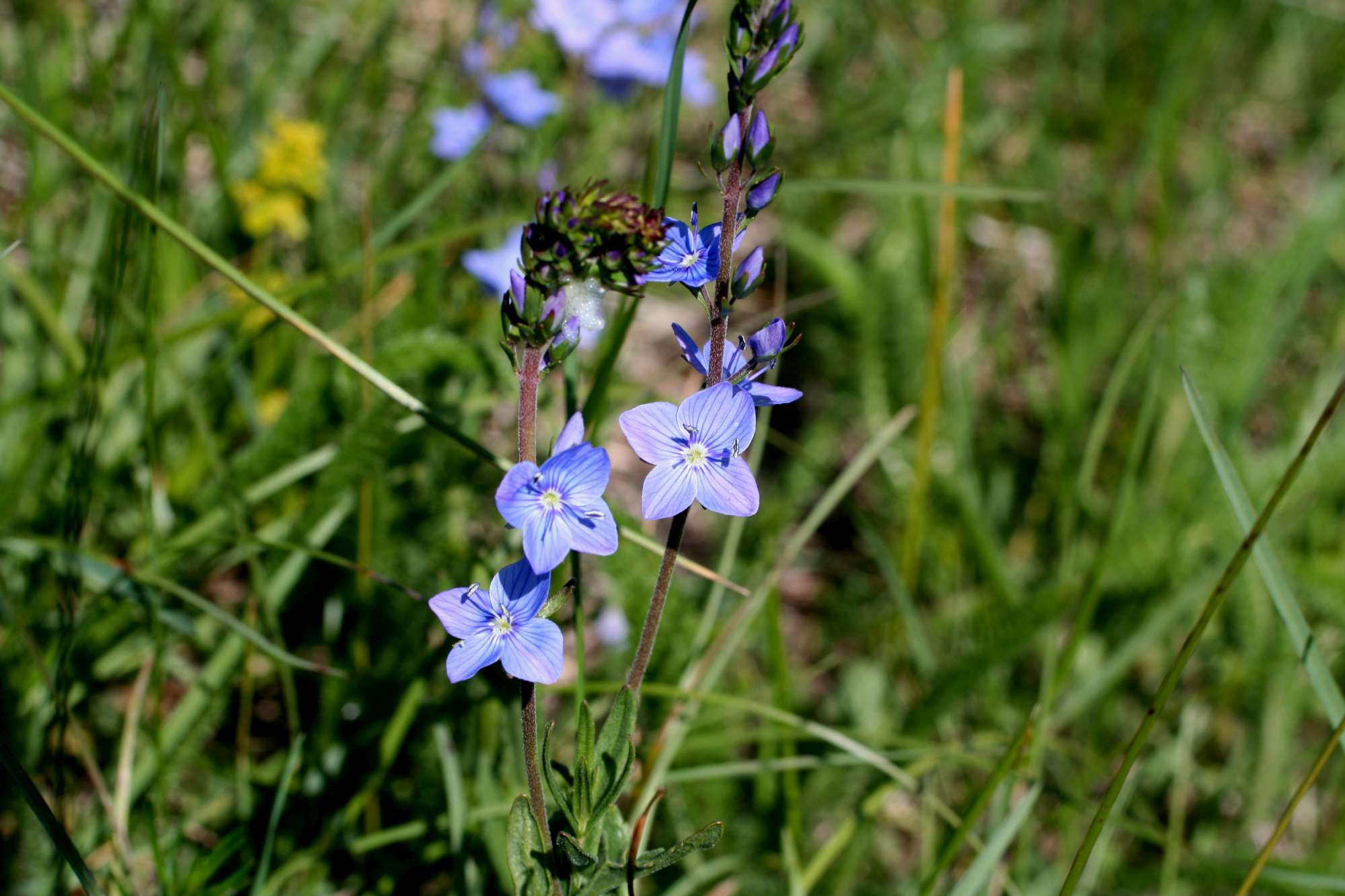 Plantaginaceae:Veronica sp.